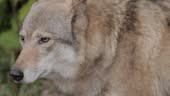 Wolf , also known as the gray wolf is the largest extant member of...