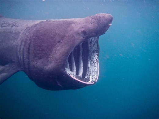 Squalo avvistato a Gallipoli durante una regata, è uno squalo elefante: chi è il “gigante gentile” del mare