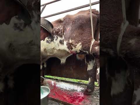 Lancing and draining of a large abscess on a bull
