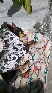 6.2K views · 33 reactions | Asi en cuarentena | Comunica Studio | Facebook