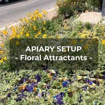 Apiary Setup: Floral Attractants | Drawing Bees to the Hive