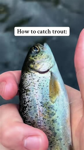 How to Catch Trout Using Spinners