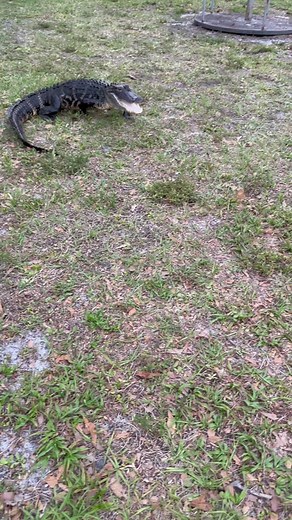 Close encounters with Everglades wildlife ##everglades#alligator#fyp#foryou#wildlife#foryoupage#conservation#florida#viral#flaoridaman#floridacheck#nature#snake#deer#otter#river#animalplanet#animals#swamp#pro#professional#foryourpage