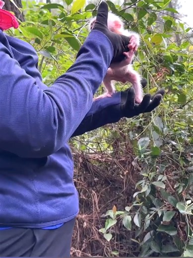 Abandoned Monkey Baby Seeks Help from Grandma