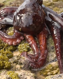 97K views · 913 reactions | Catching an Octopus! | Brave Wilderness | Facebook