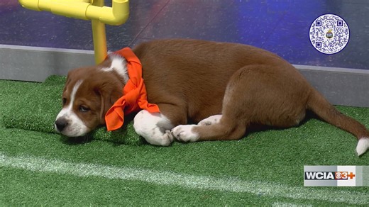 Bark Bowl 2026: Interview with Humane Society of Decatur and Macon County director