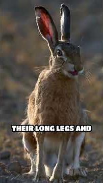 European Hare: Speedster of the Fields #short#mindmatter #HareFacts #WildlifeFacts #AnimalSpeed