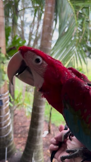 24K views · 1K reactions | Introducing a baby macaw to rain can be an...