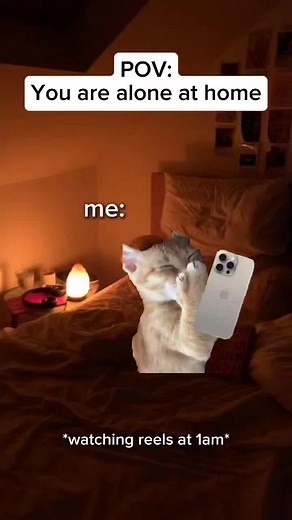 Cat meme shorts on TikTok