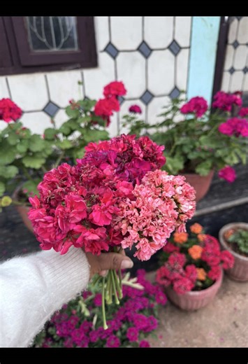 Complete Guide to Geranium Care