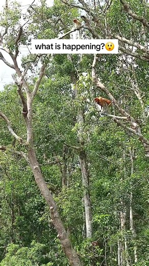 The Proboscis Monkey: Borneo's Webbed-Footed Swimmer 🌊