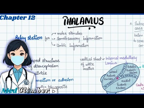 Thalamus Structure and Functions | Neurology Chapter 12 #snellsneuroanatomy