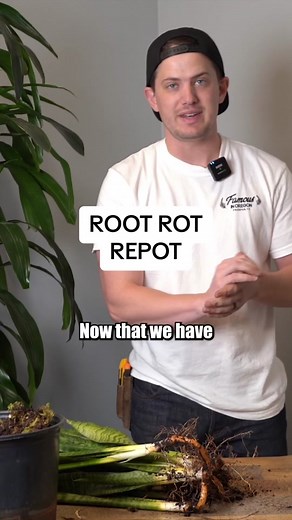 Preventing Snake Plant Root Rot: Pot Size & Soil Recipe Guide