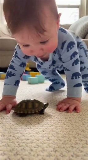Baby scolds turtle for being too slow 🐢| Baby Bee #baby #Cutebaby