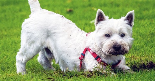 At our sanctuary in Liberia, chimps once used in experiments live out their lives with dignity