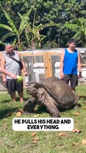 38K views · 937 reactions | Have you heard the story of how tortoises evolved? 練 It's really fascinating sharing and learning about their history. . . . . . #tortoiseadventures #tortoisesofinstagram #reptilebreeders #tortoise #reptilelover #gianttortoise #reptilepets | Florida Iguana and Tortoise Breeders | Facebook