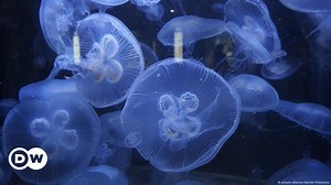 Medusa of the deep: Freshwater jellyfish