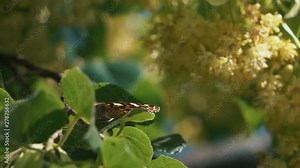 Butterfly flying slow motion on sunlight on tree Stock Video