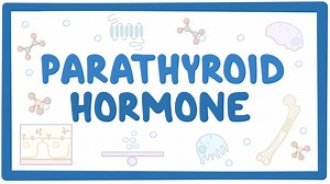 Parathyroid hormone: Video, Causes, & Meaning | Osmosis