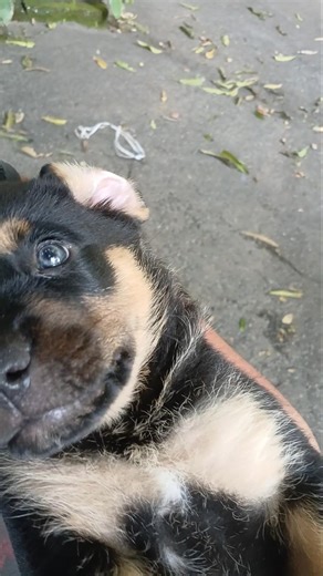 Um dos filhotes mix de rottweiler X pitbull