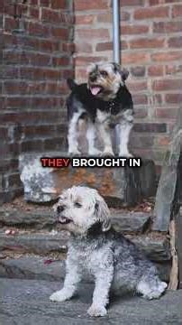Security Guard Found Wet Footprints Leading Into a Solid Wall
