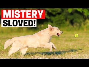 Golden Retriever's Obsession for Chasing a Ball - SOLVED
