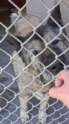🐻 I Adopted a Dog Who Looks Like a BEAR! 😲 Meet My Caucasian Bear Shepherd 🐾