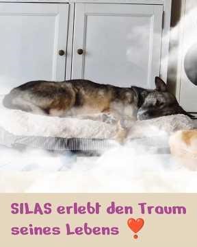 SILAS im Glück ❣️