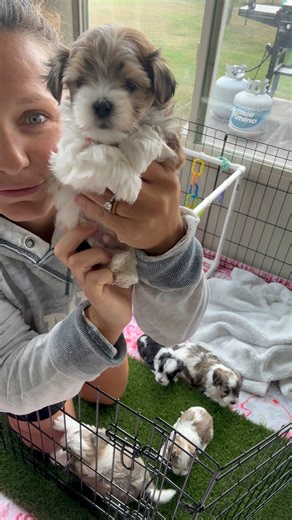 Adorable male morkie babies. They are so cute! 🥹🥰❤️ | J&O Puppies Small Dog Breeds
