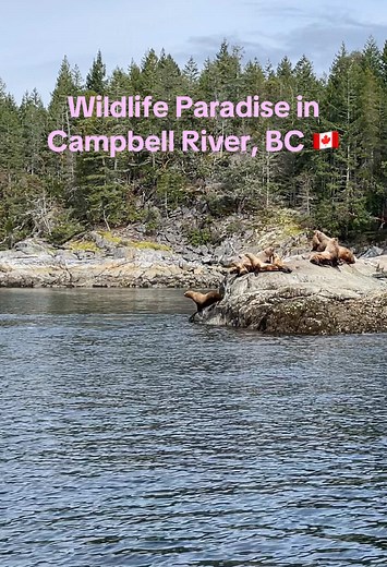 Campbell River Whale Watching on TikTok