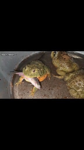 16K views · 109 reactions | American Bullfrog Eating Fish | Insect Forest | Facebook
