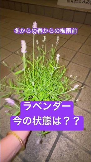 ラベンダーの成長記録#ハーブ#ラベンダー#花 #癒し #庭作業 #庭 #ガーデニング #元気になる動画 #花壇
