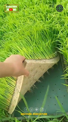Rice plant mats made in trays are an innovative solution for efficient transplantation. These mats are created by germinating rice seeds in a controlled environment, allowing seedlings to develop strong roots while remaining compact and easily manageable. The use of trays enables easier handling and transport, reducing transplant shock and increasing survival rates when transferred to paddy fields. This method not only enhances productivity but also conserves water and minimizes soil disturbance