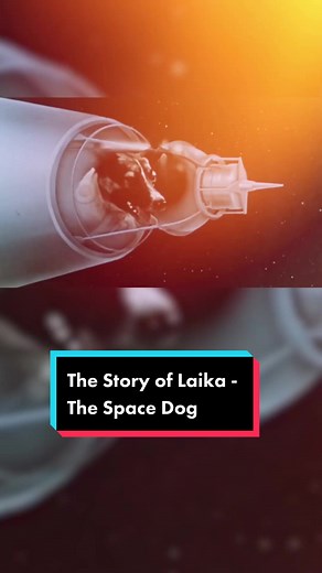 Remembering Laika: The Tragic Story of the Space Dog