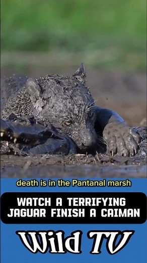 UNMATCHED POWER! Watch a Terrifying Jaguar Finish a Caiman. #facts