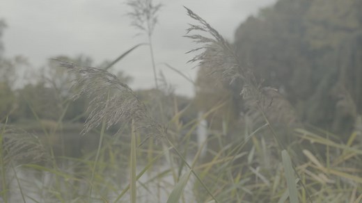 C0077 - Sony A7S II - Slog3 Footage straight from Card