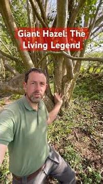 Giant Hazel: The living Legend