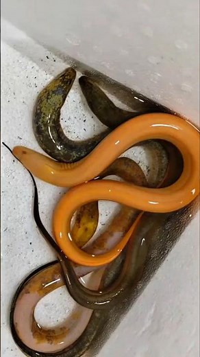 four very rare types of eels