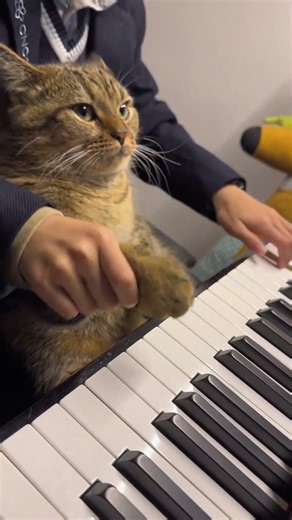 The Piano-Playing Cat