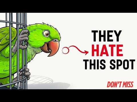 Your Parrot Hates This Cage Spot (And You Don’t Even Know It)