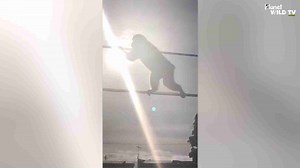 Cheeky Monkeys Around the World: Caught in the Act