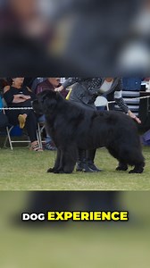 2.8K views · 31 reactions | The video discusses the challenges and health concerns of owning a Newfoundland dog. | Dogumentary TV | Facebook