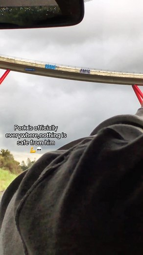 Exploring Pork Graffiti in New Zealand