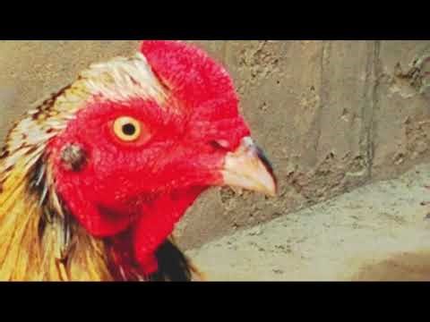 It's World Strongest Aseel Java Murga |it's Never Lost The Fight Say Mashallah