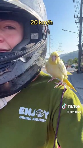 Cockatiel Bird: Cute Pet Behavior & Health