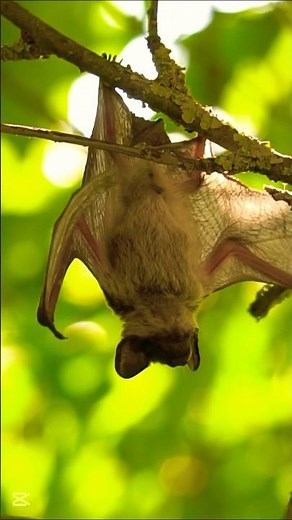 Bumblebee Bat: The World’s Tiniest Mammal