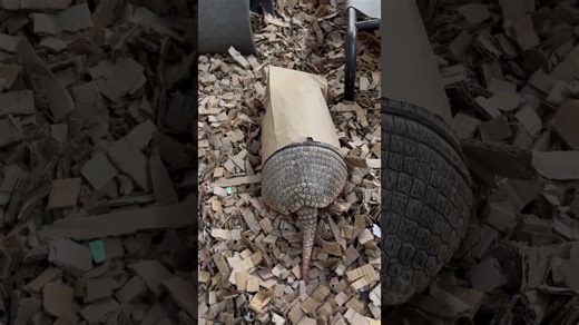 Armadillos dive eagerly into treat time