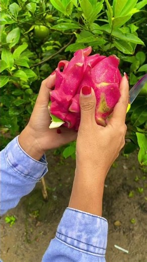 Belah naga merah #viralvideo