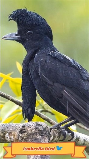 UmbrellaBird 🐦Stunning Feathered wonder#shortvideo