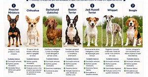 Quer um cachorro pequeno e de pelo curto? Estas 7 raças merecem atenção
